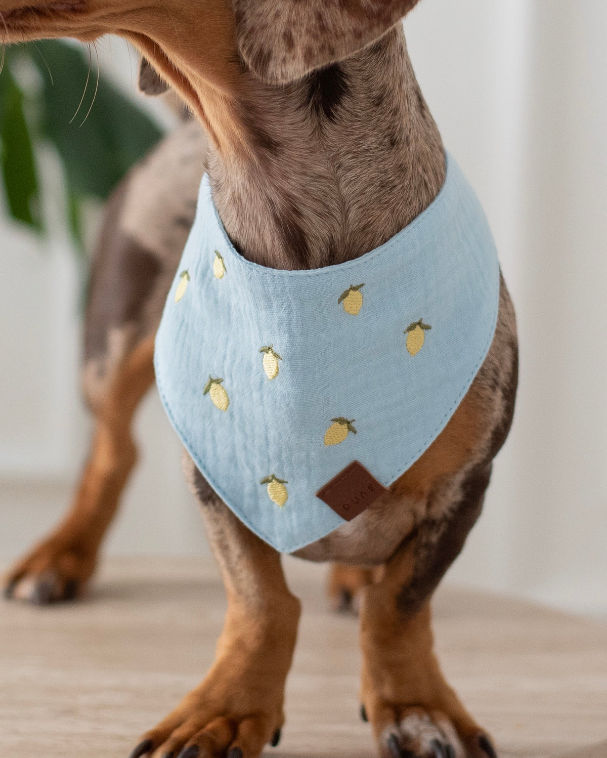 Bandana Lemon Pup