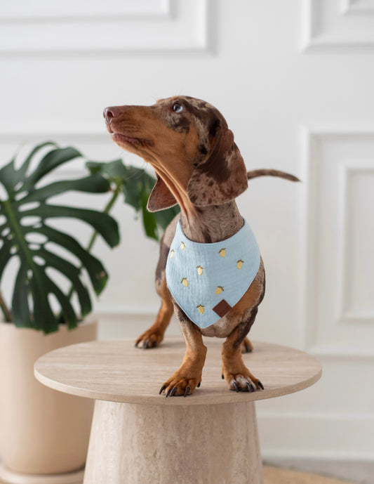 Bandana Lemon Pup