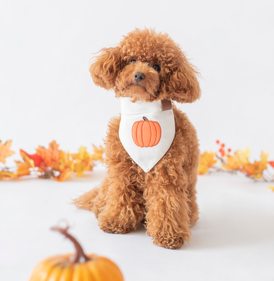 Bandana Pumpkin