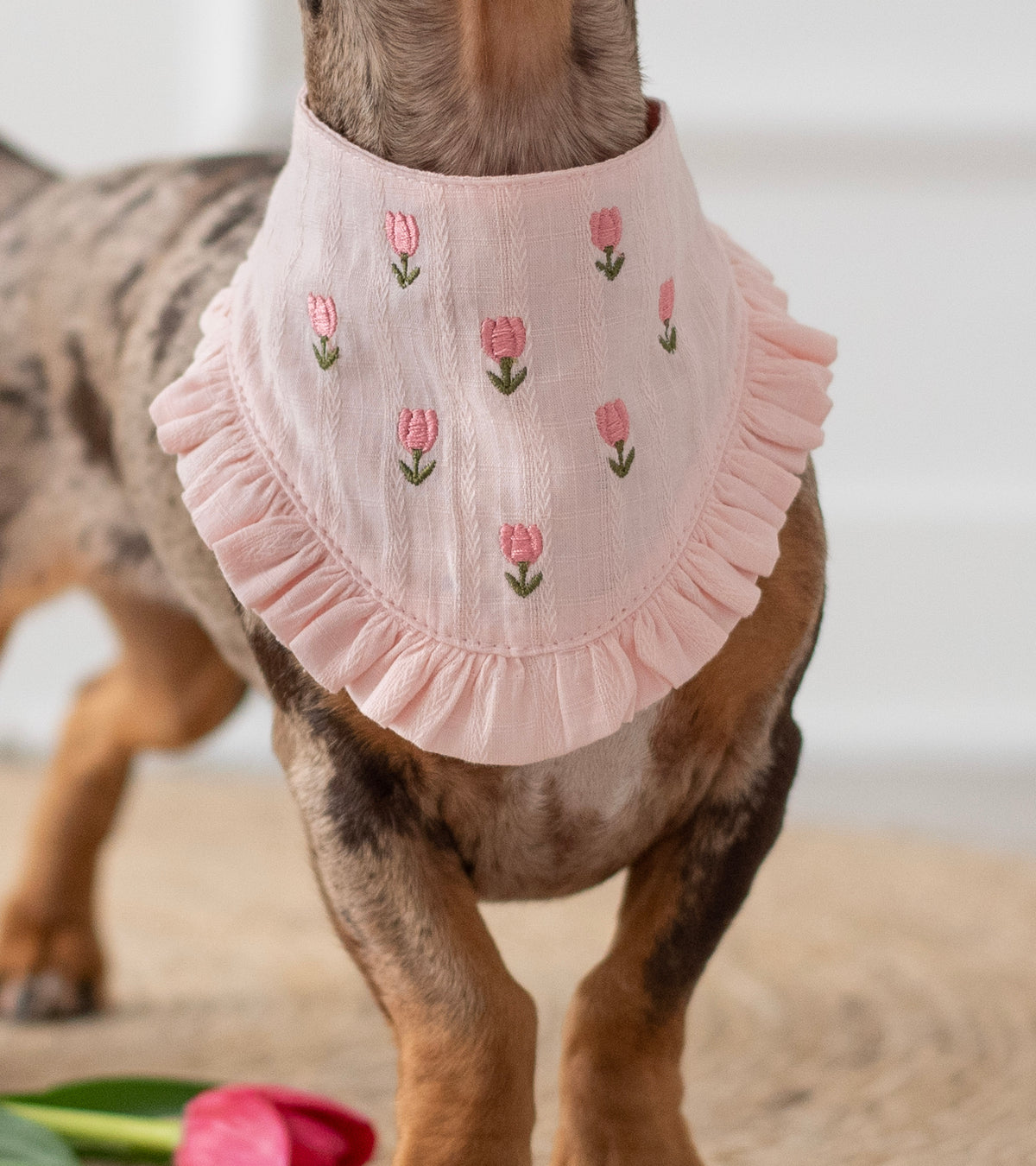 Bandana Tulipaw