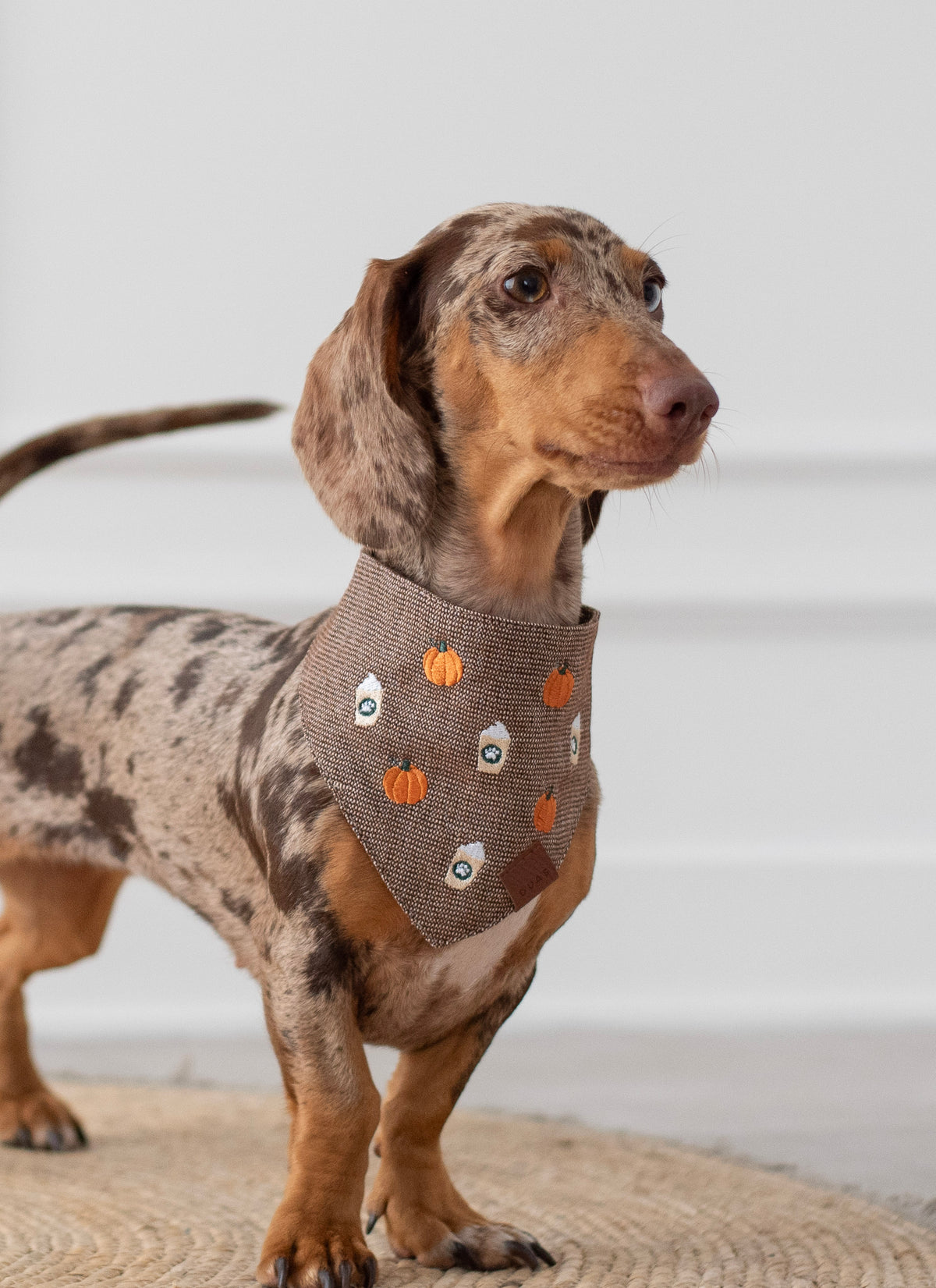 Bandana Pumpkin Latte