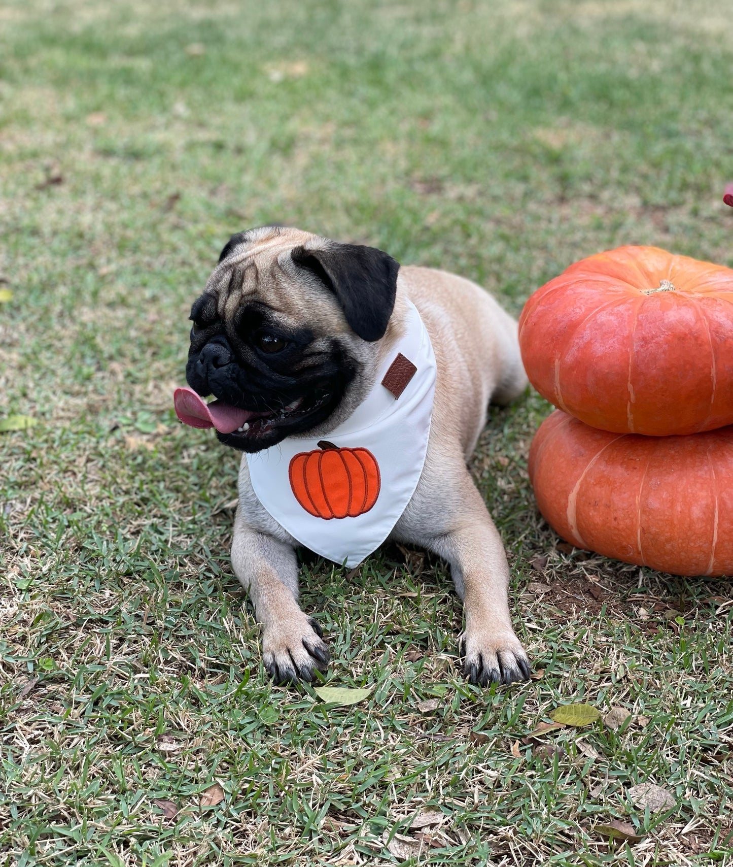 Bandana Pumpkin