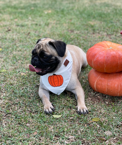 Bandana Pumpkin